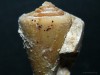 Az apró szideritek bizonyítják, hogy igenis ásványt gyűjtöttünk